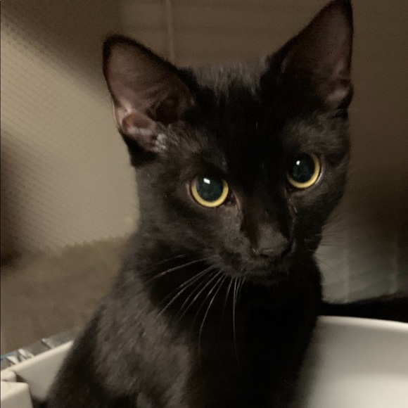 Meet your Posher, Frank - Picture 2 of 3